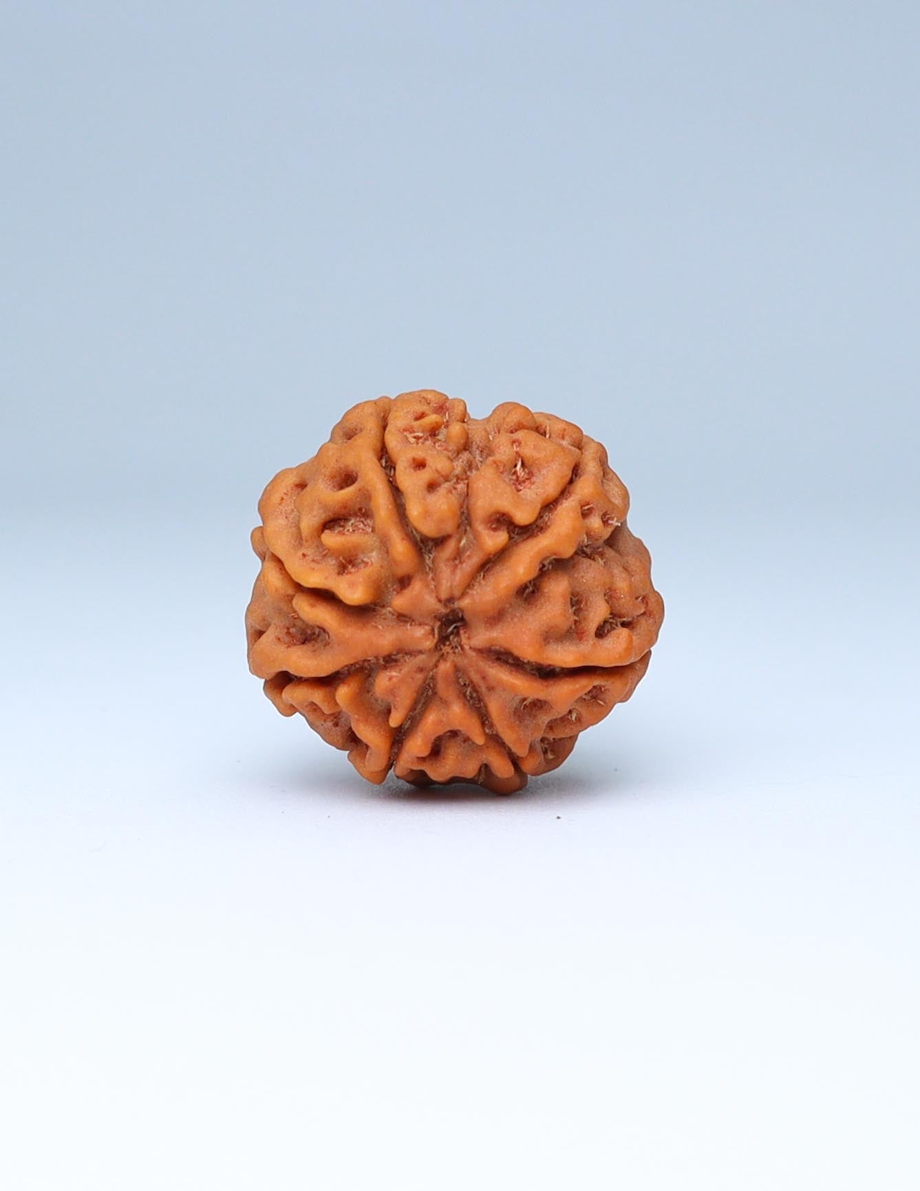 7 Mukhi Nepali Rudraksha