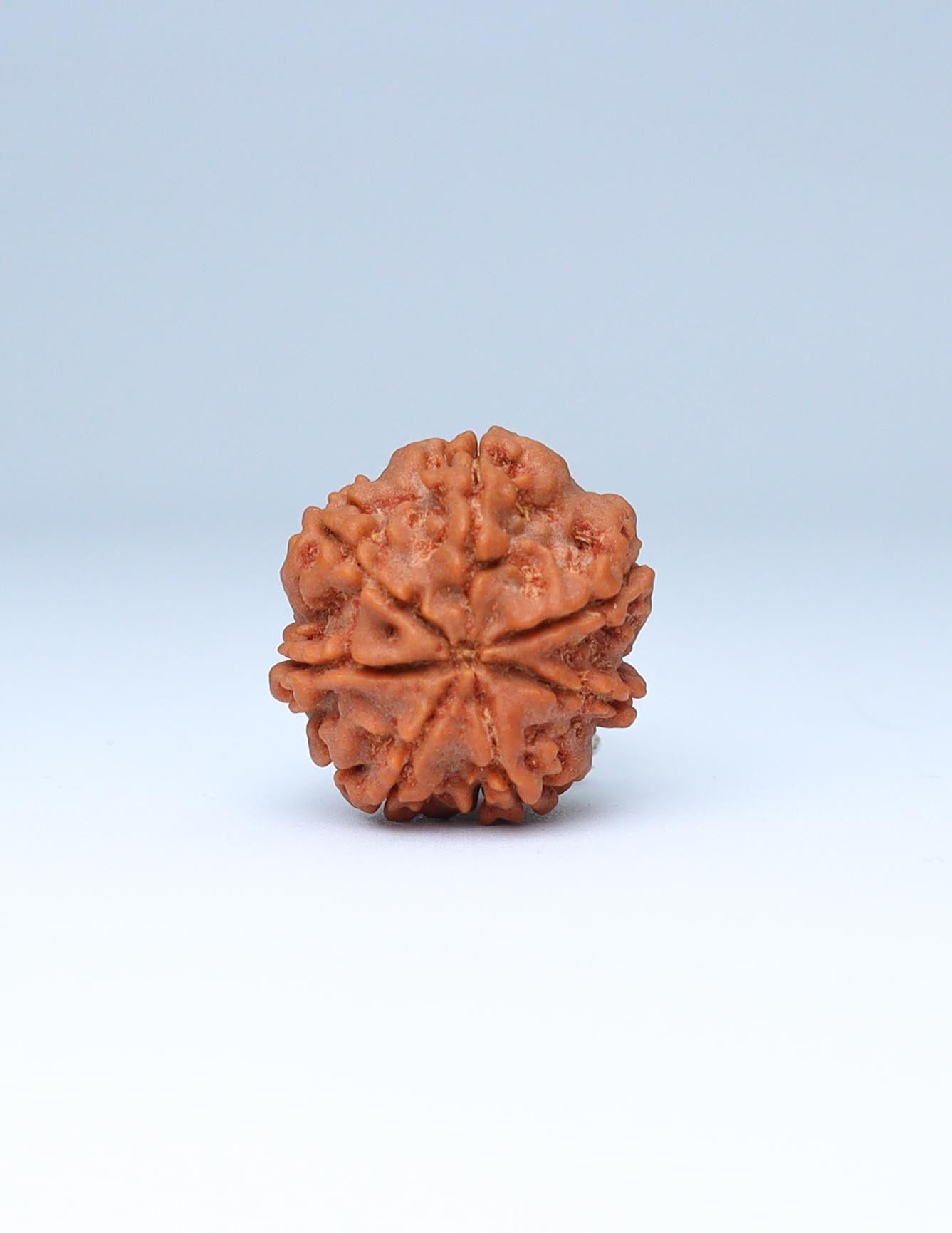 7 Mukhi Nepali Rudraksha