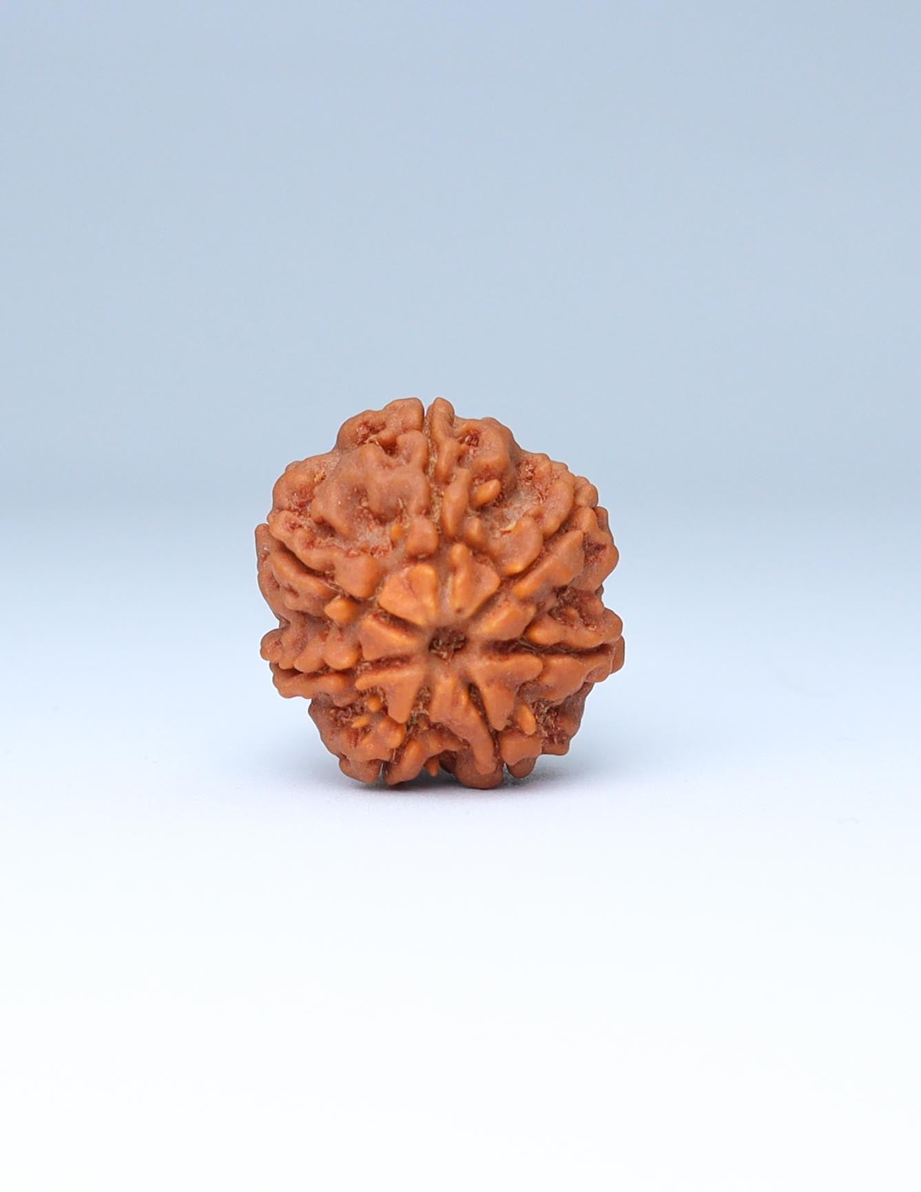 7 Mukhi Nepali Rudraksha