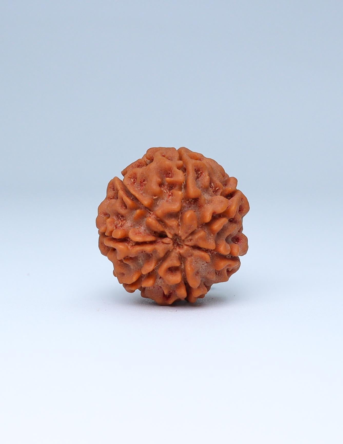 7 Mukhi Nepali Rudraksha