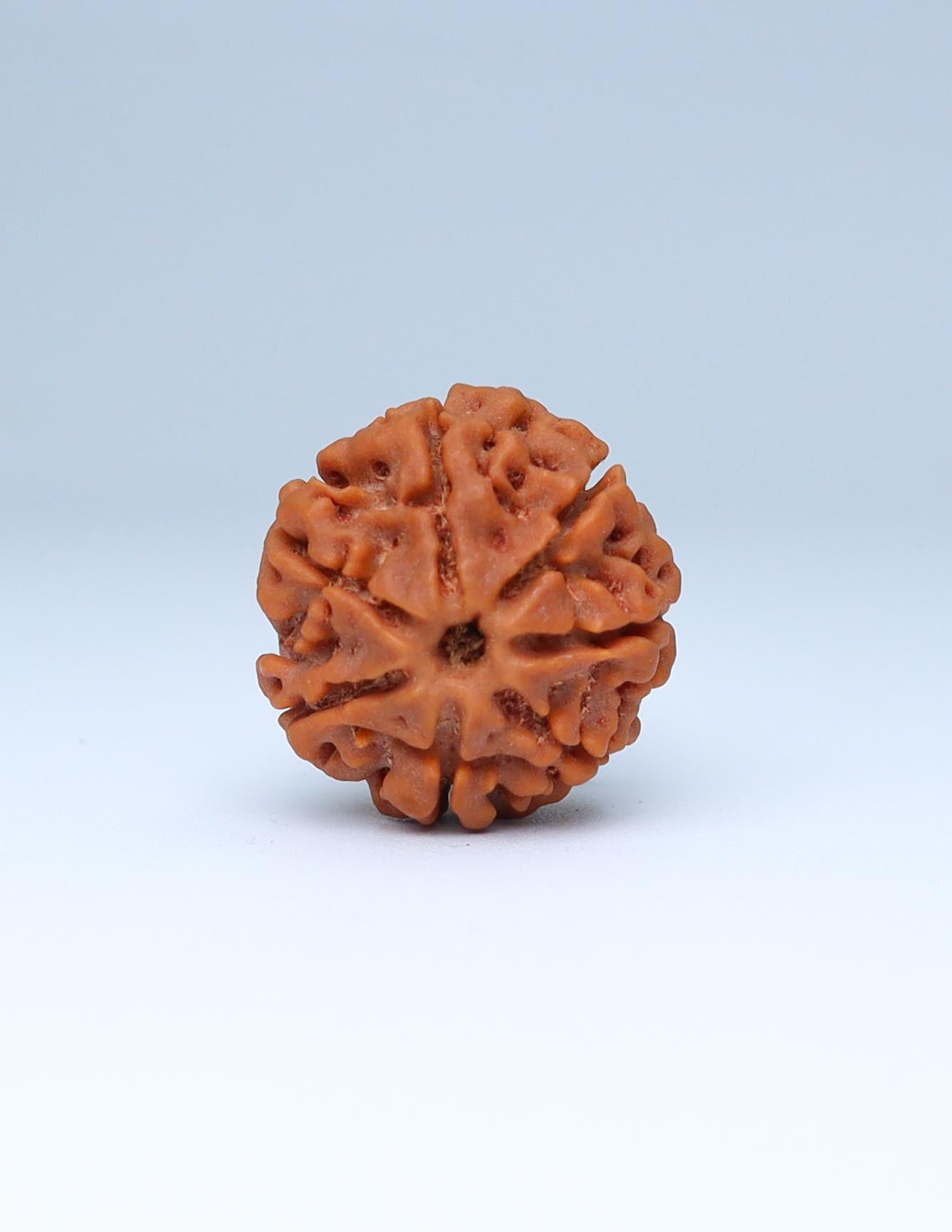 7 Mukhi Nepali Rudraksha