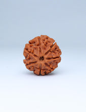 7 Mukhi Nepali Rudraksha