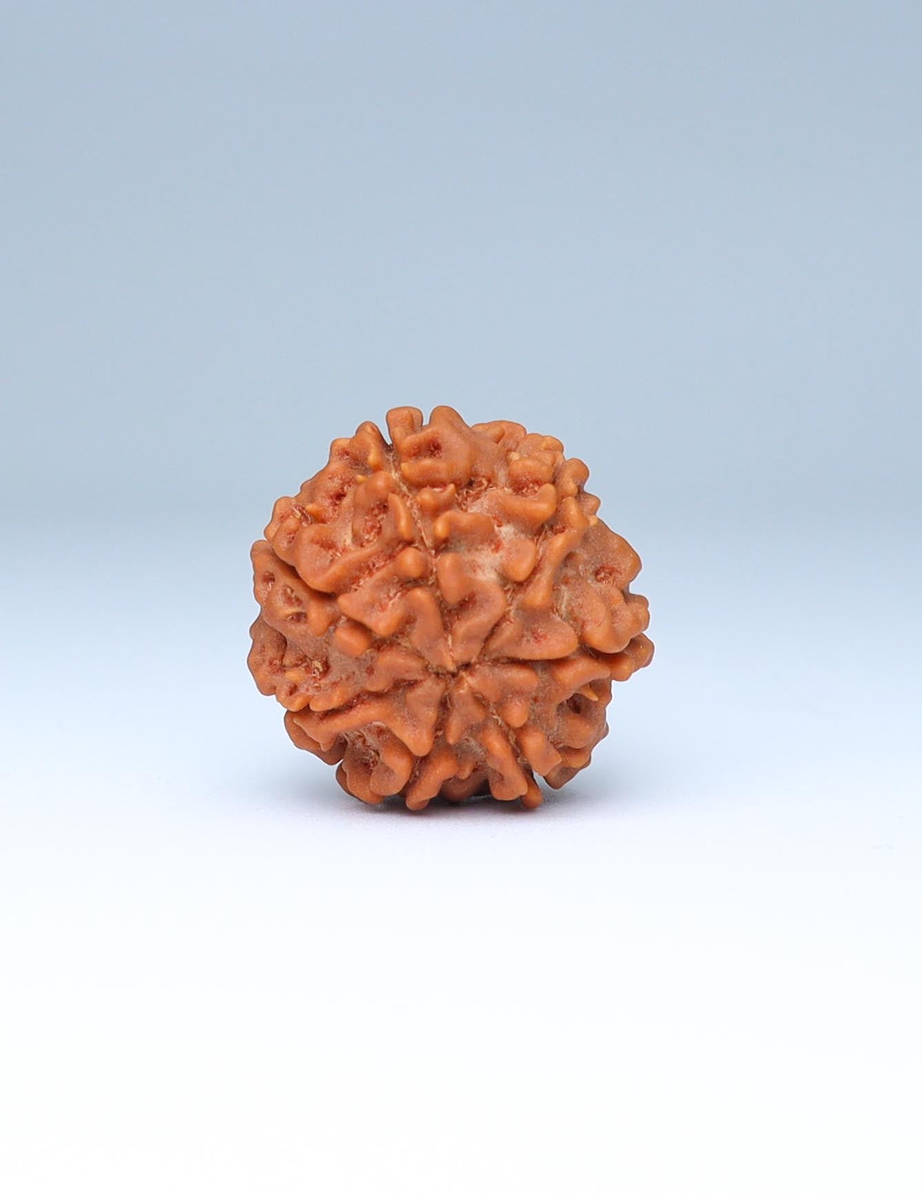 7 Mukhi Nepali Rudraksha