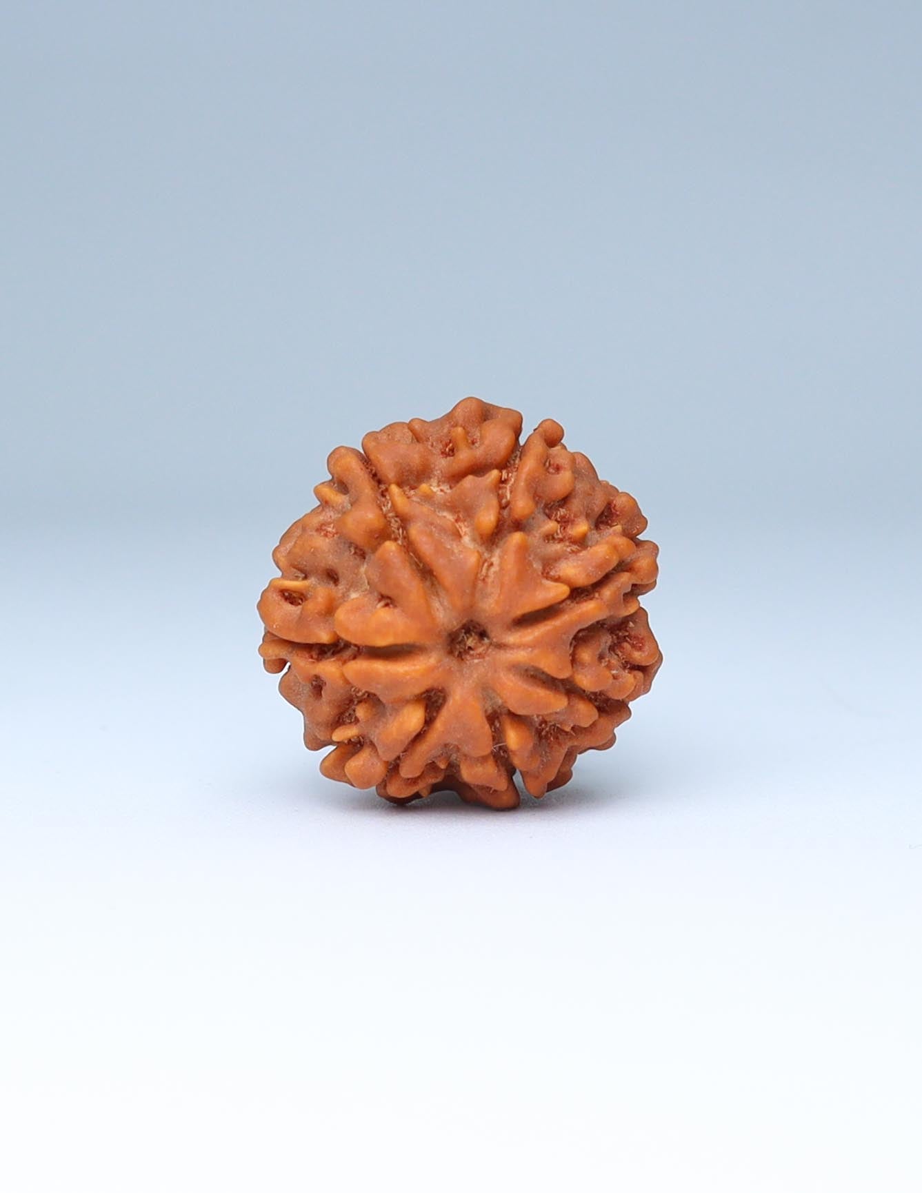 7 Mukhi Nepali Rudraksha