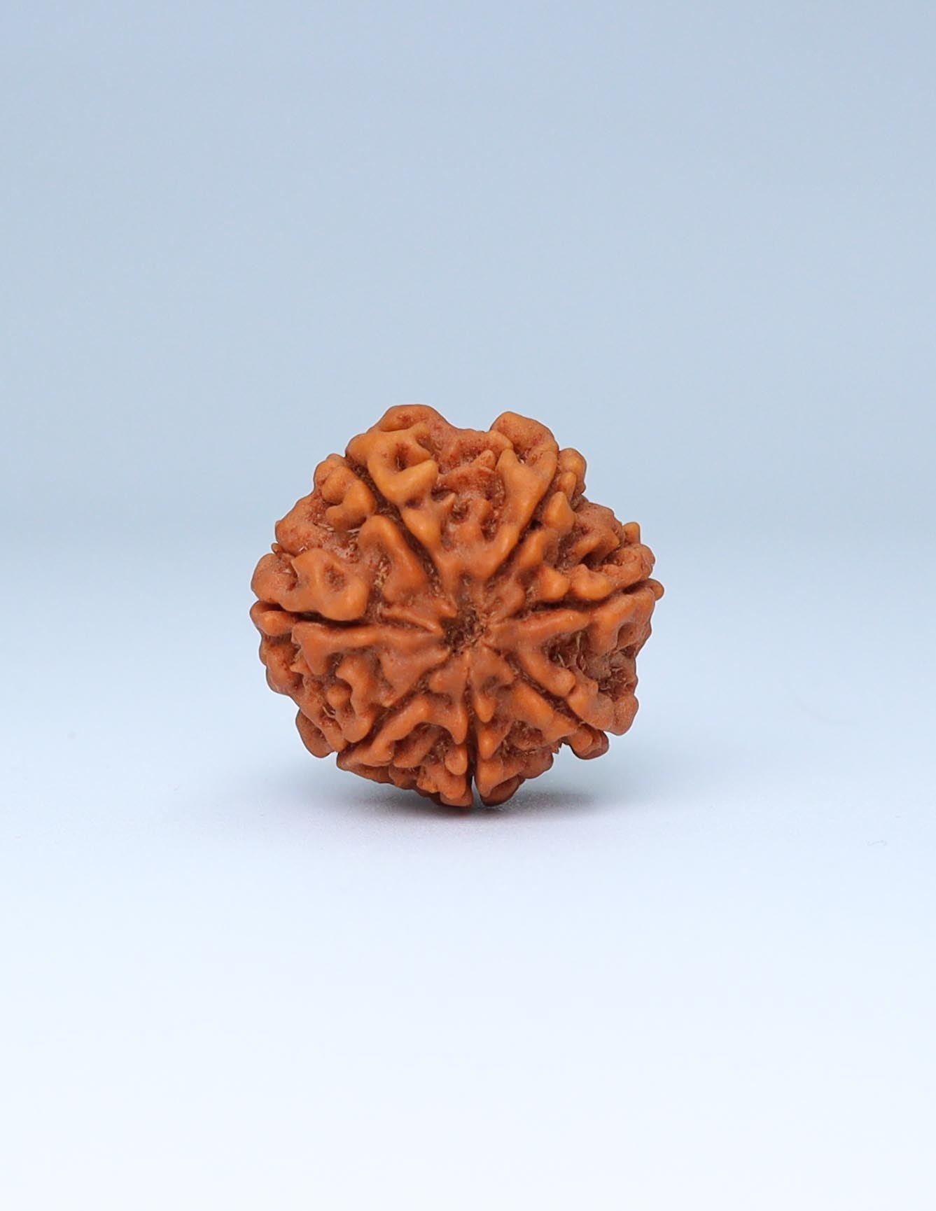 7 Mukhi Nepali Rudraksha