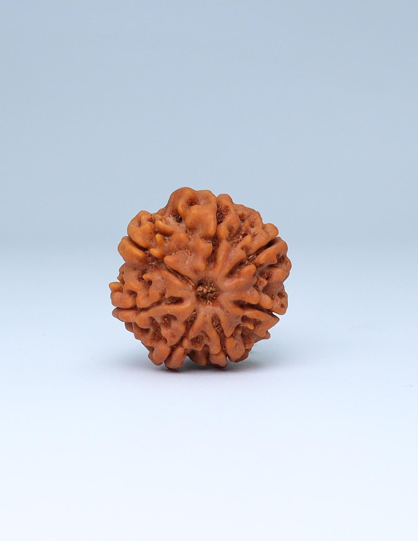 7 Mukhi Nepali Rudraksha