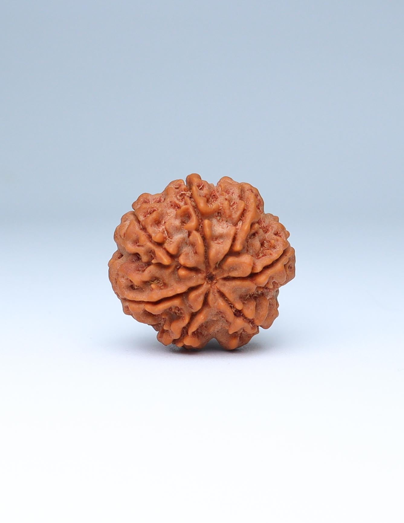 7 Mukhi Nepali Rudraksha