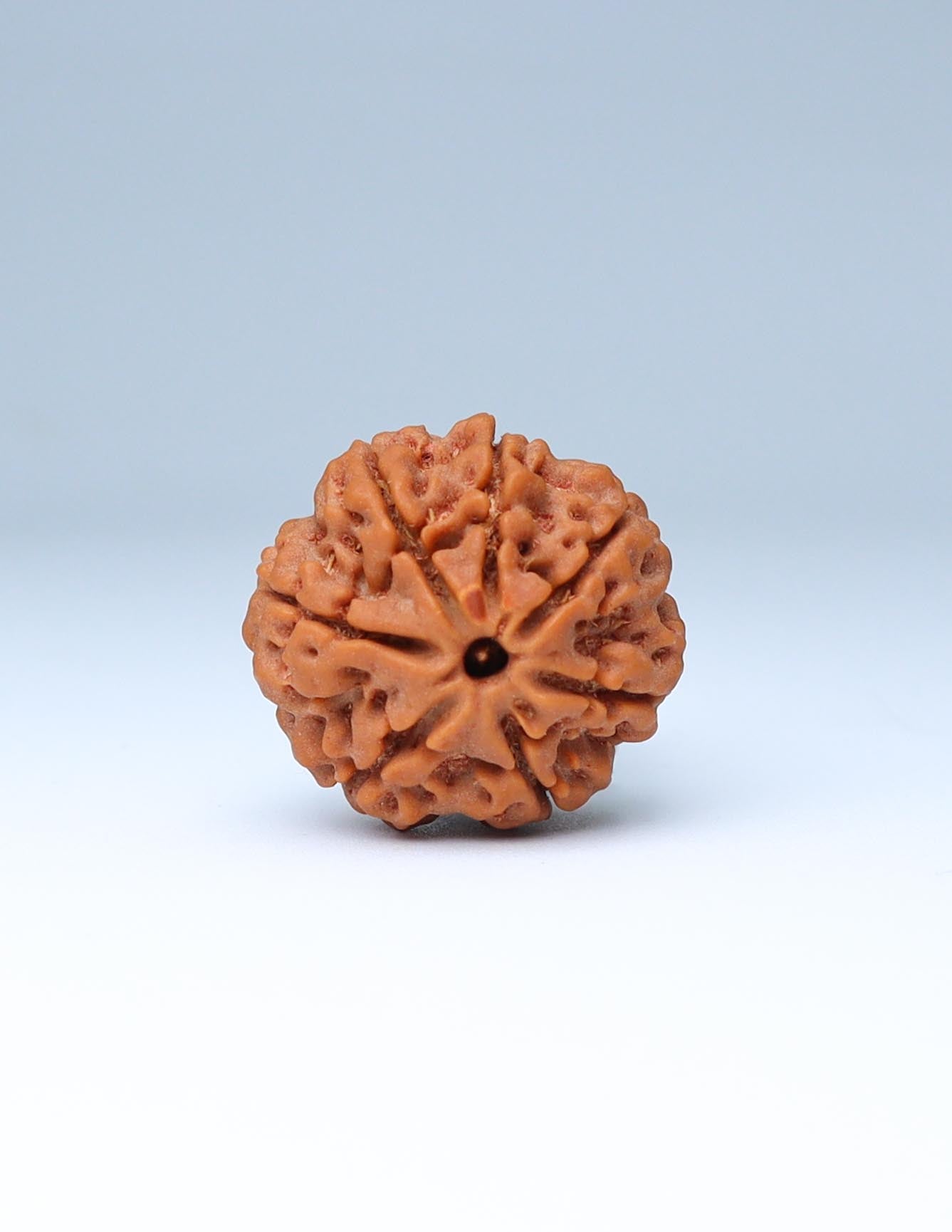 7 Mukhi Nepali Rudraksha