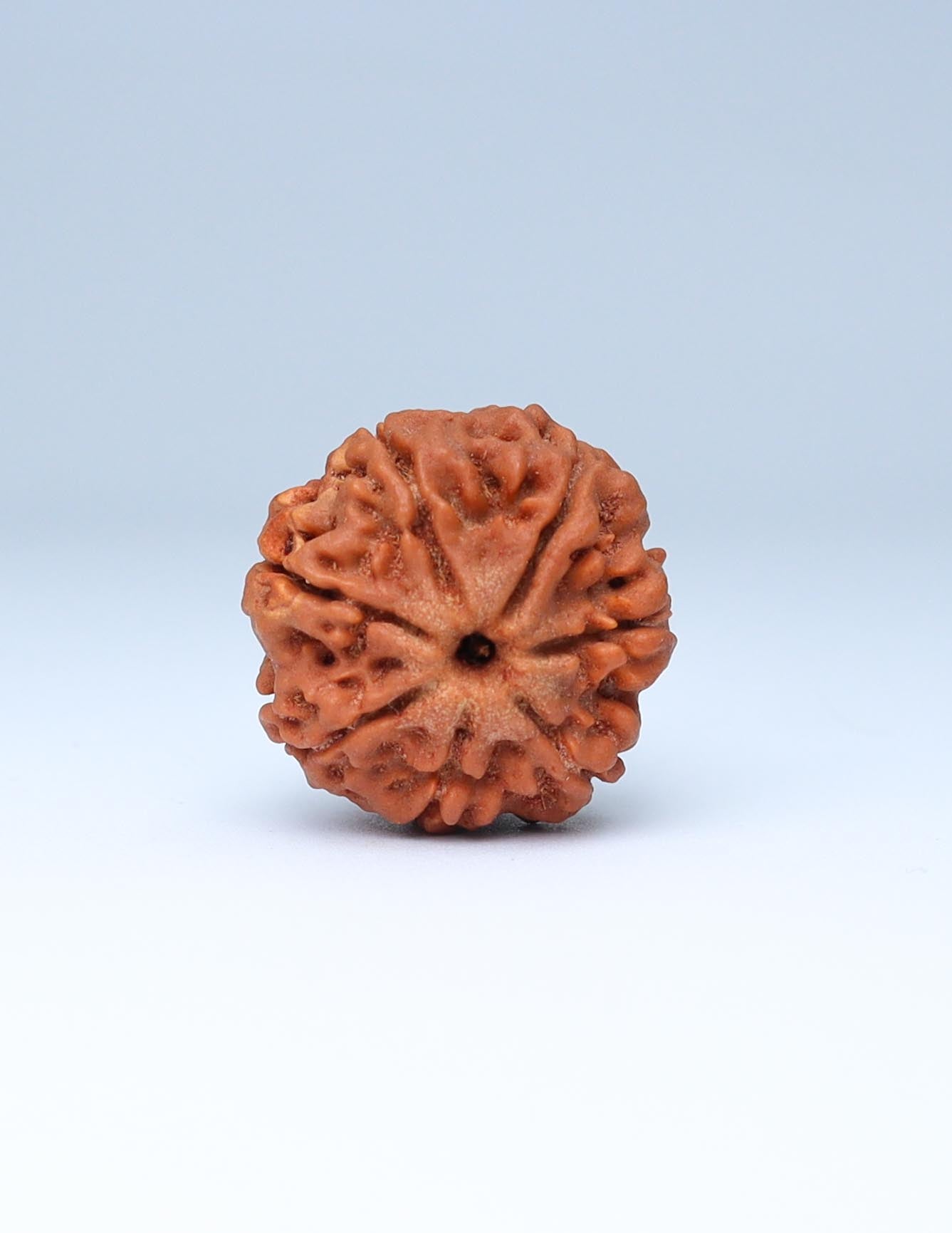 7 Mukhi Nepali Rudraksha