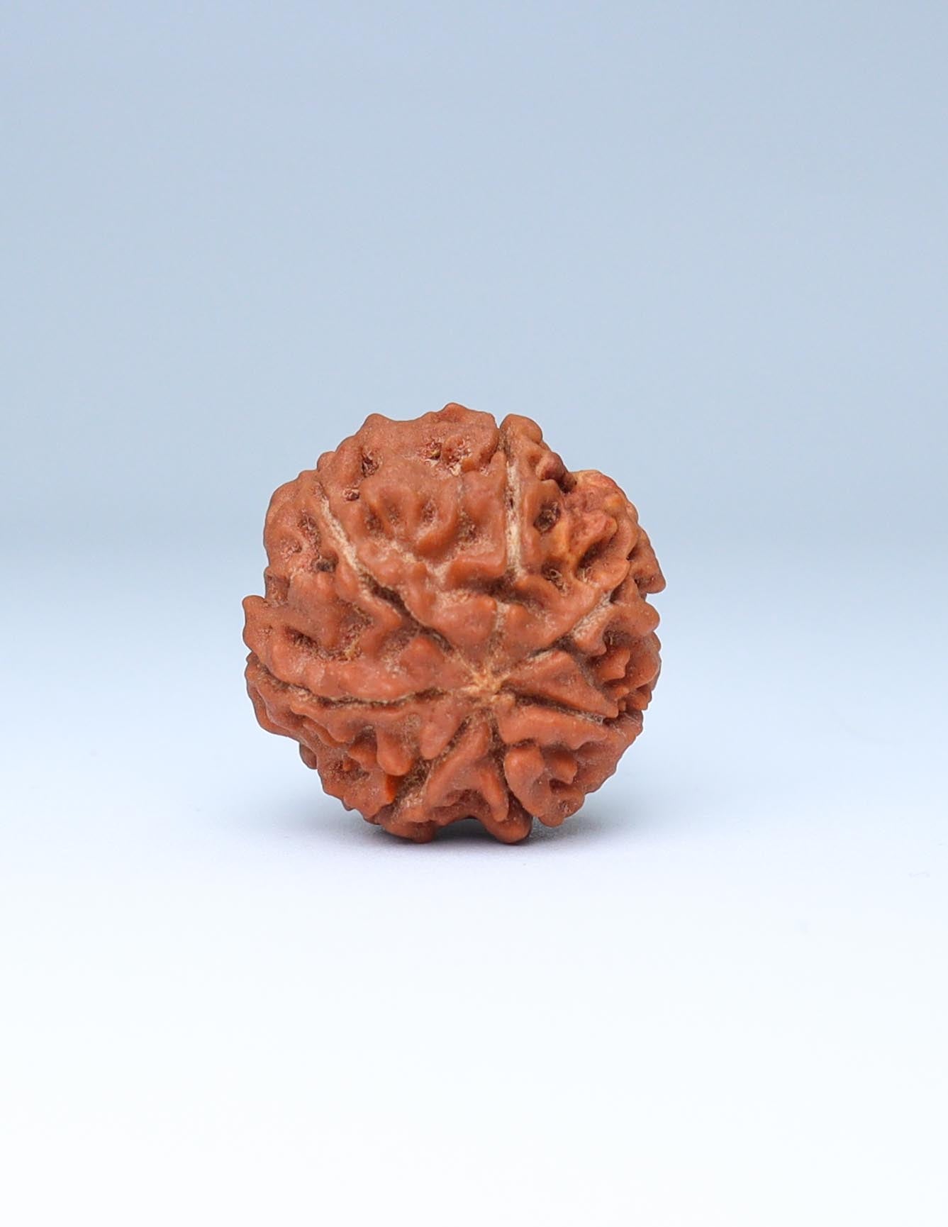 7 Mukhi Nepali Rudraksha