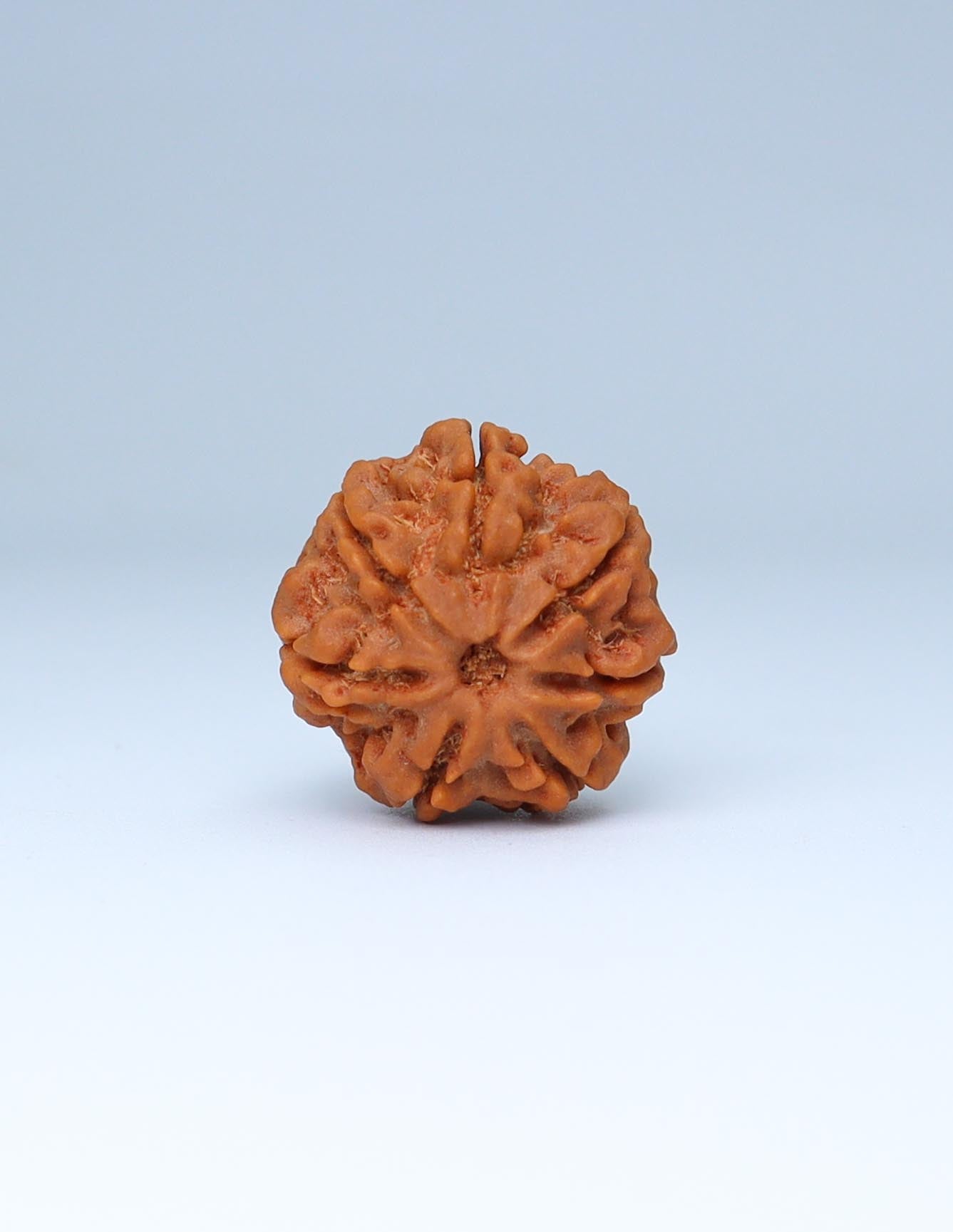 7 Mukhi Nepali Rudraksha