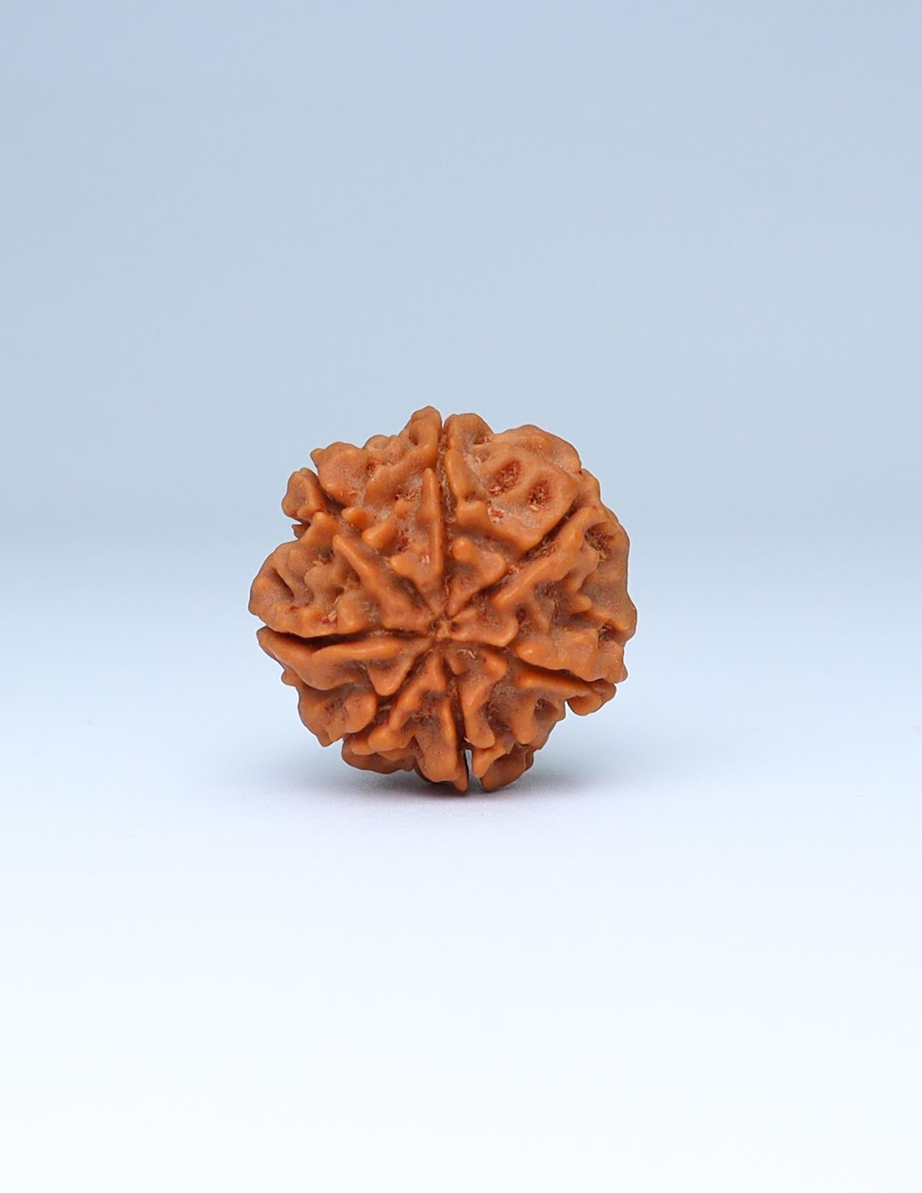 7 Mukhi Nepali Rudraksha