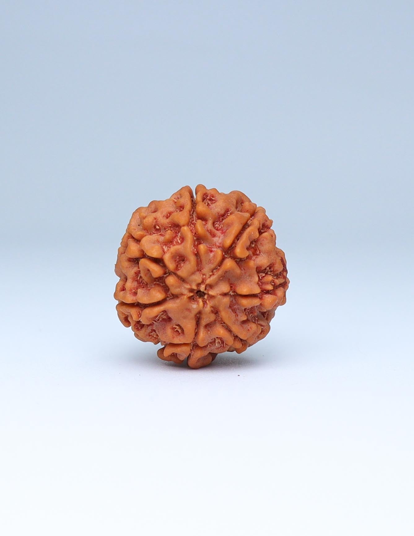 7 Mukhi Nepali Rudraksha