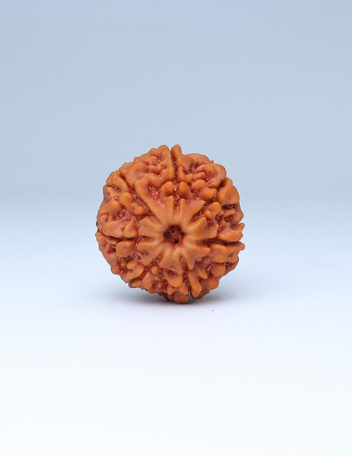 7 Mukhi Nepali Rudraksha