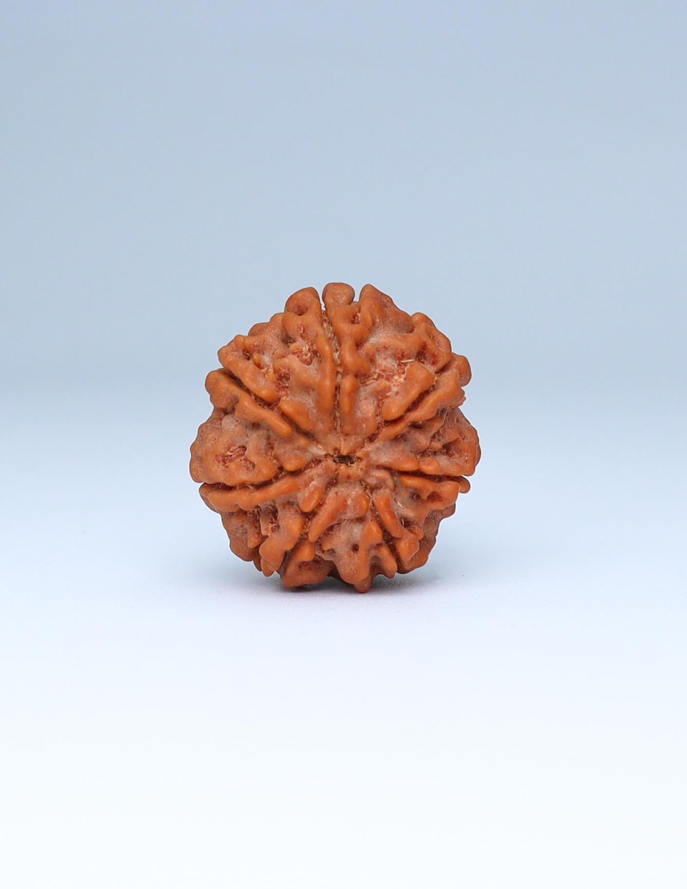 7 Mukhi Nepali Rudraksha