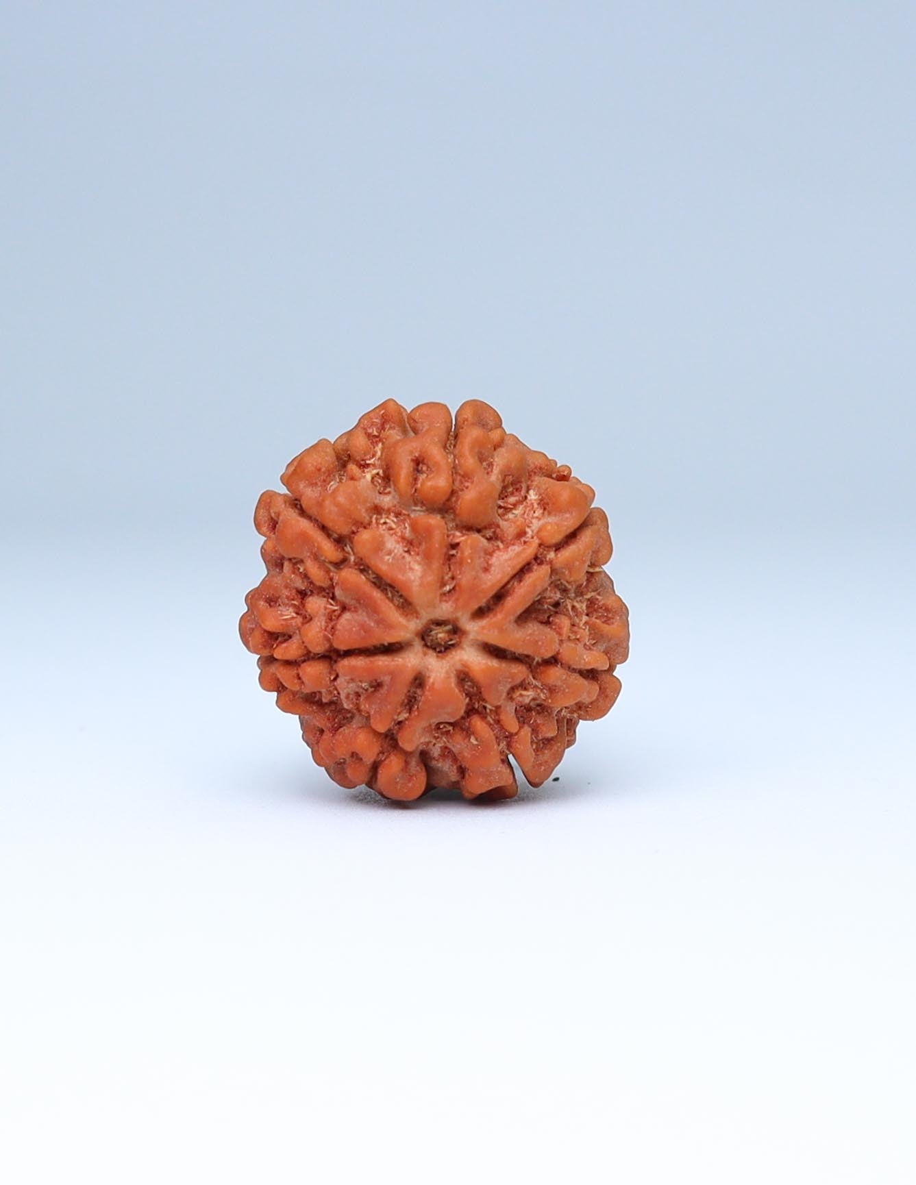 7 Mukhi Nepali Rudraksha