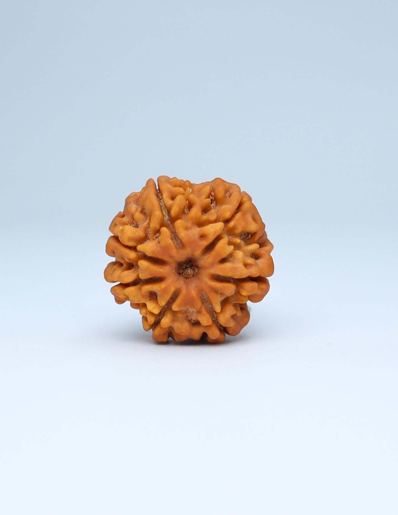 7 Mukhi Nepali Rudraksha