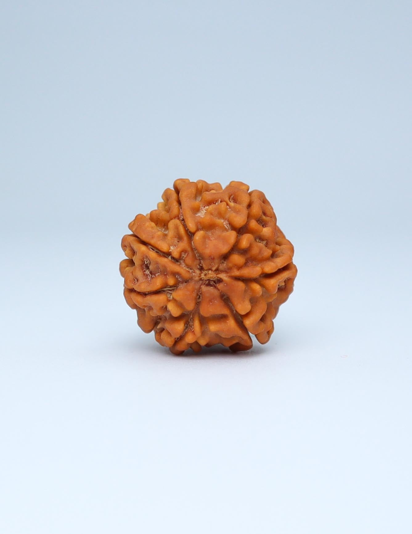 7 Mukhi Nepali Rudraksha