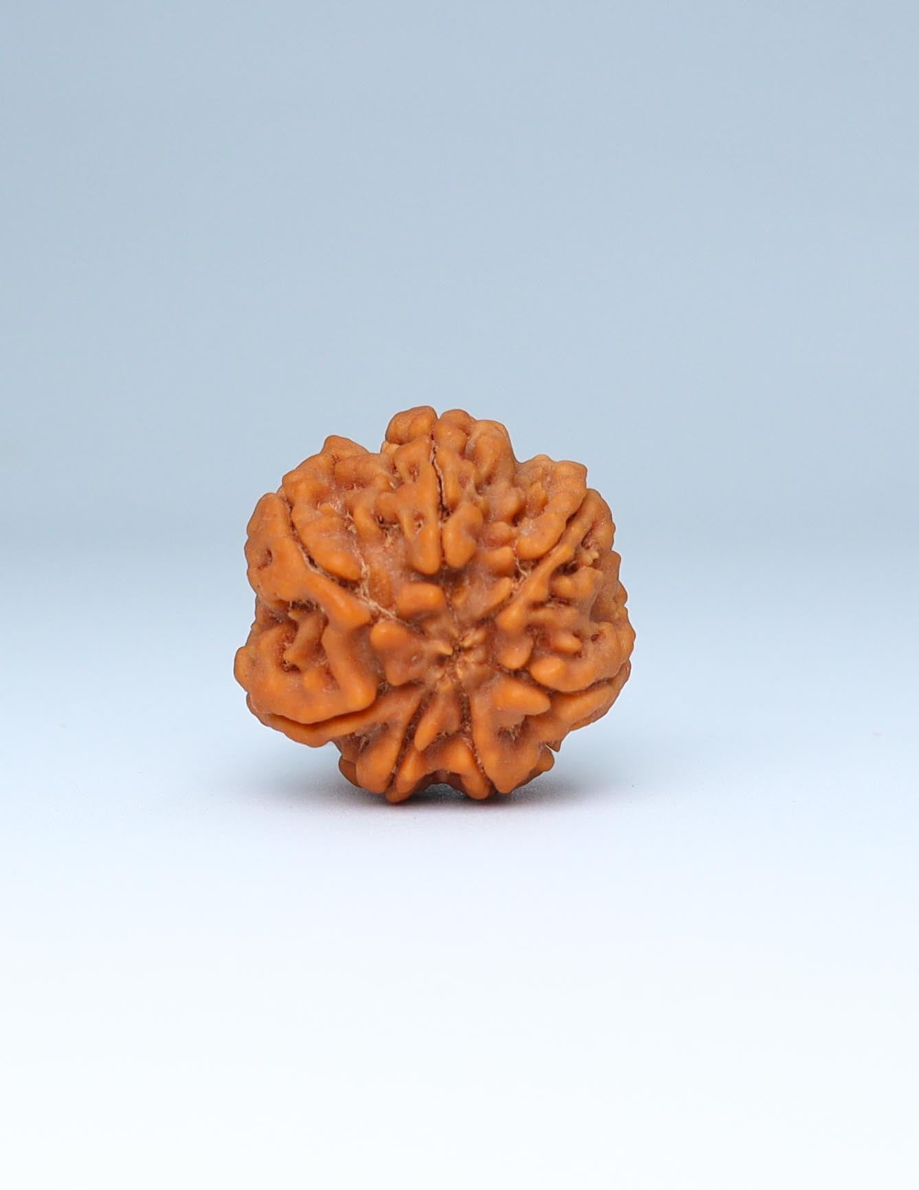 7 Mukhi Nepali Rudraksha