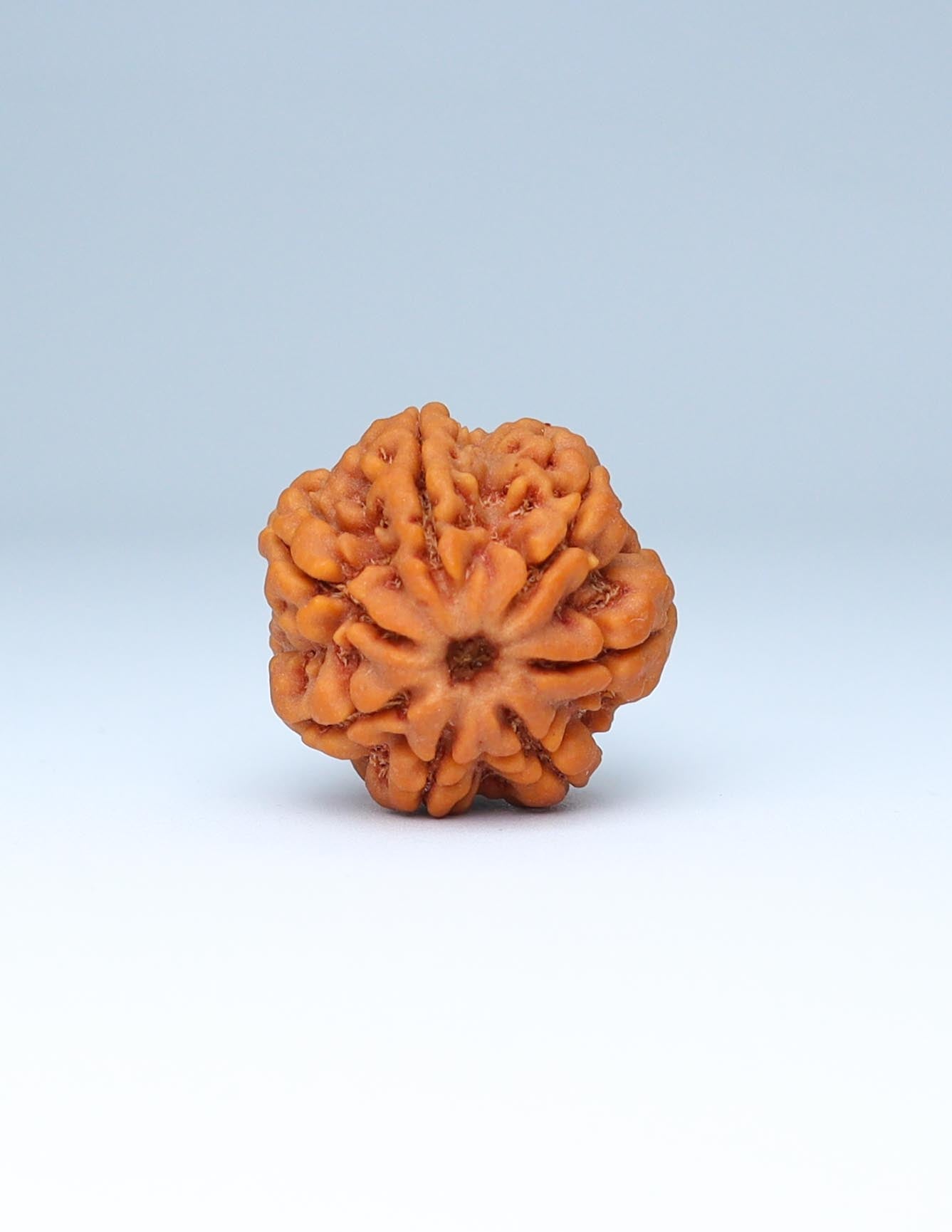 7 Mukhi Nepali Rudraksha