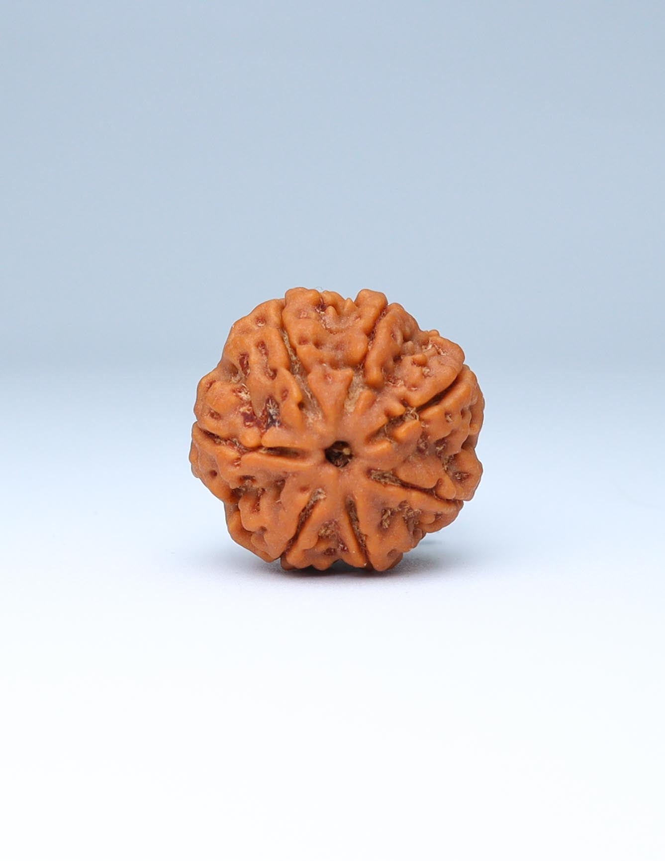 7 Mukhi Nepali Rudraksha