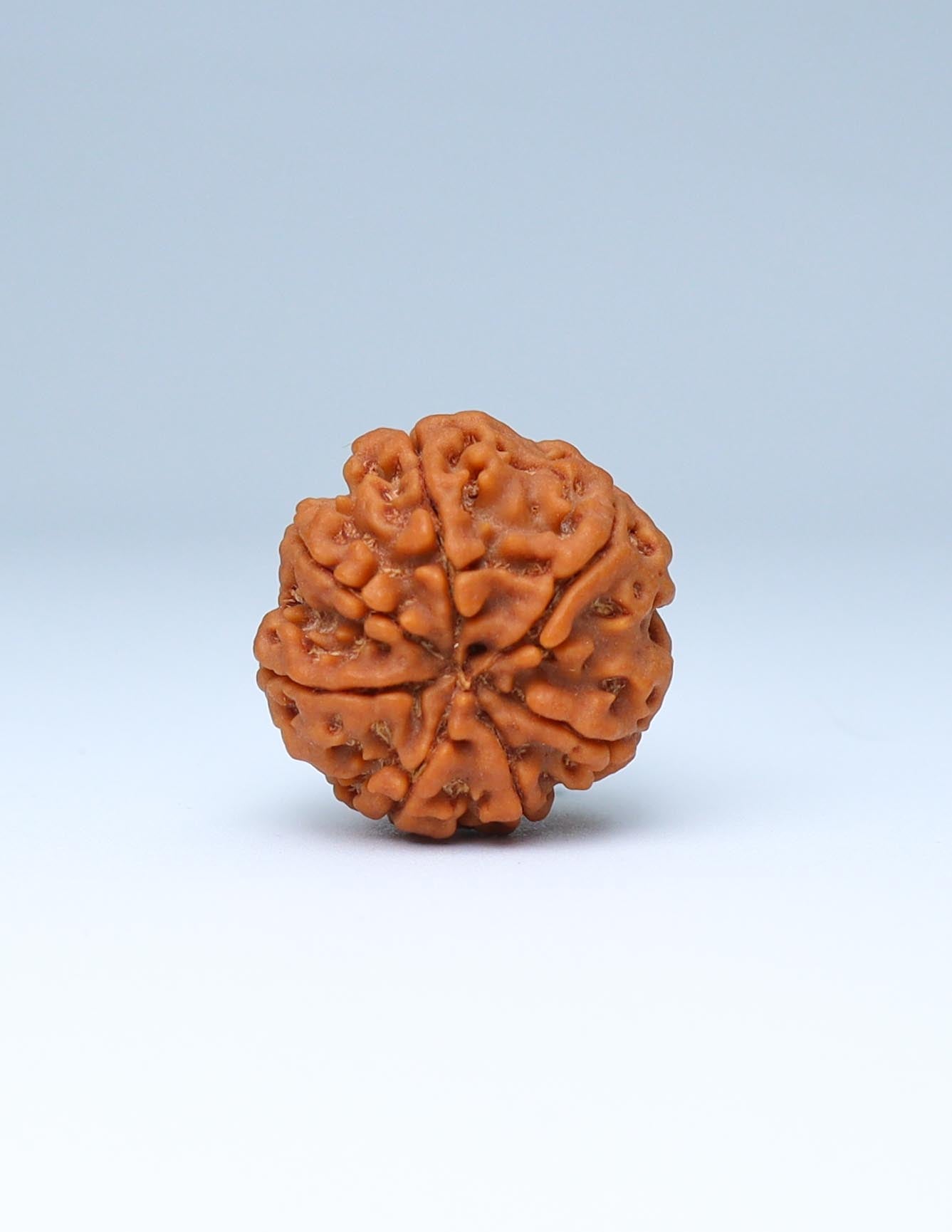 7 Mukhi Nepali Rudraksha