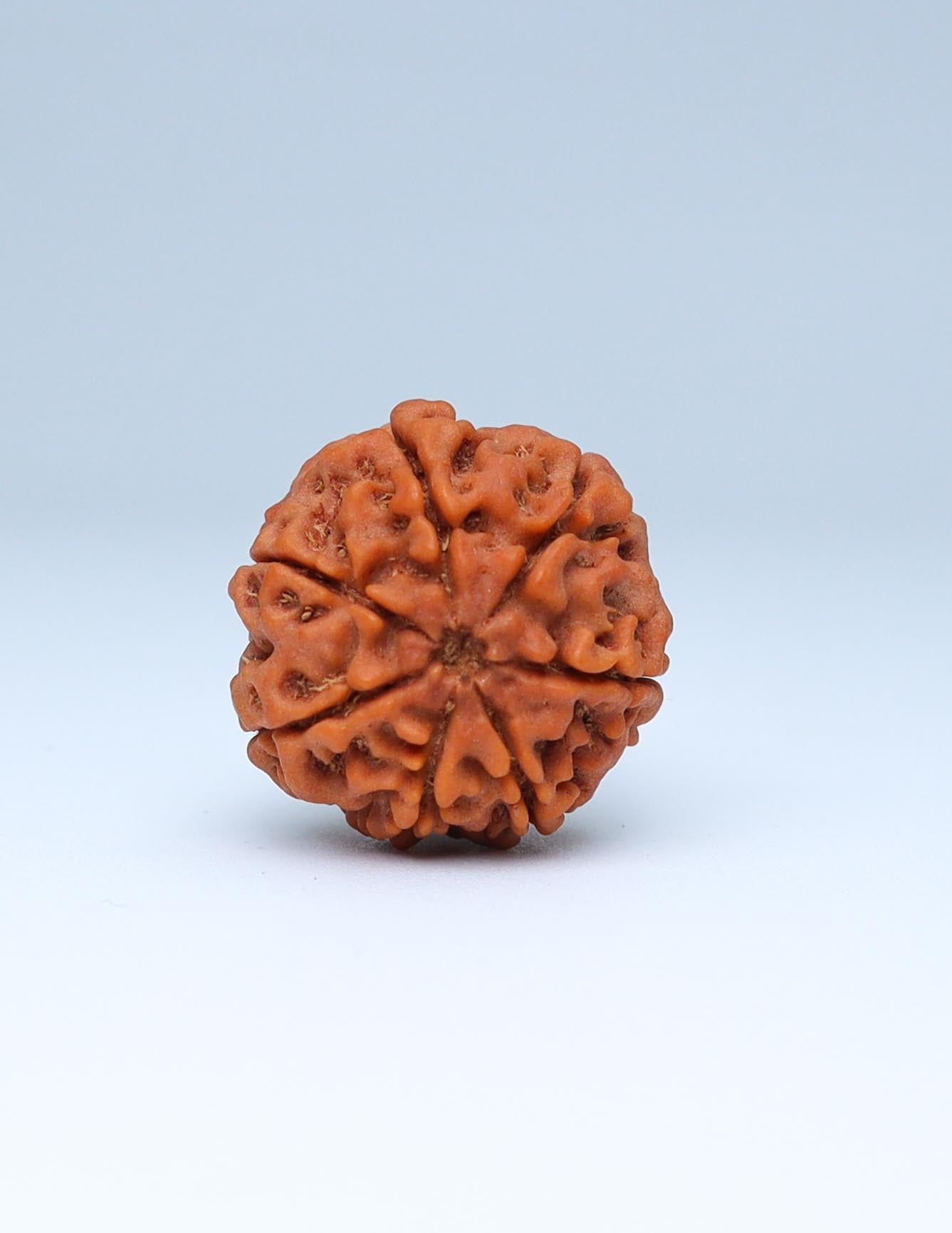 7 Mukhi Nepali Rudraksha