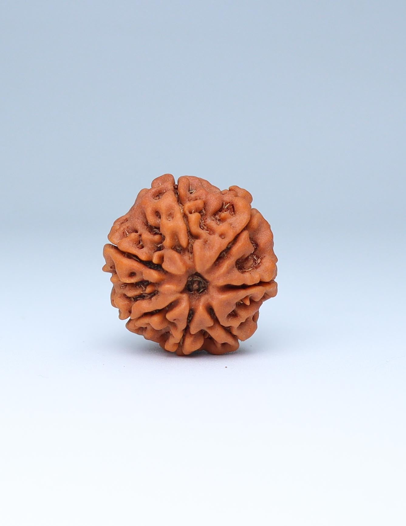 7 Mukhi Nepali Rudraksha