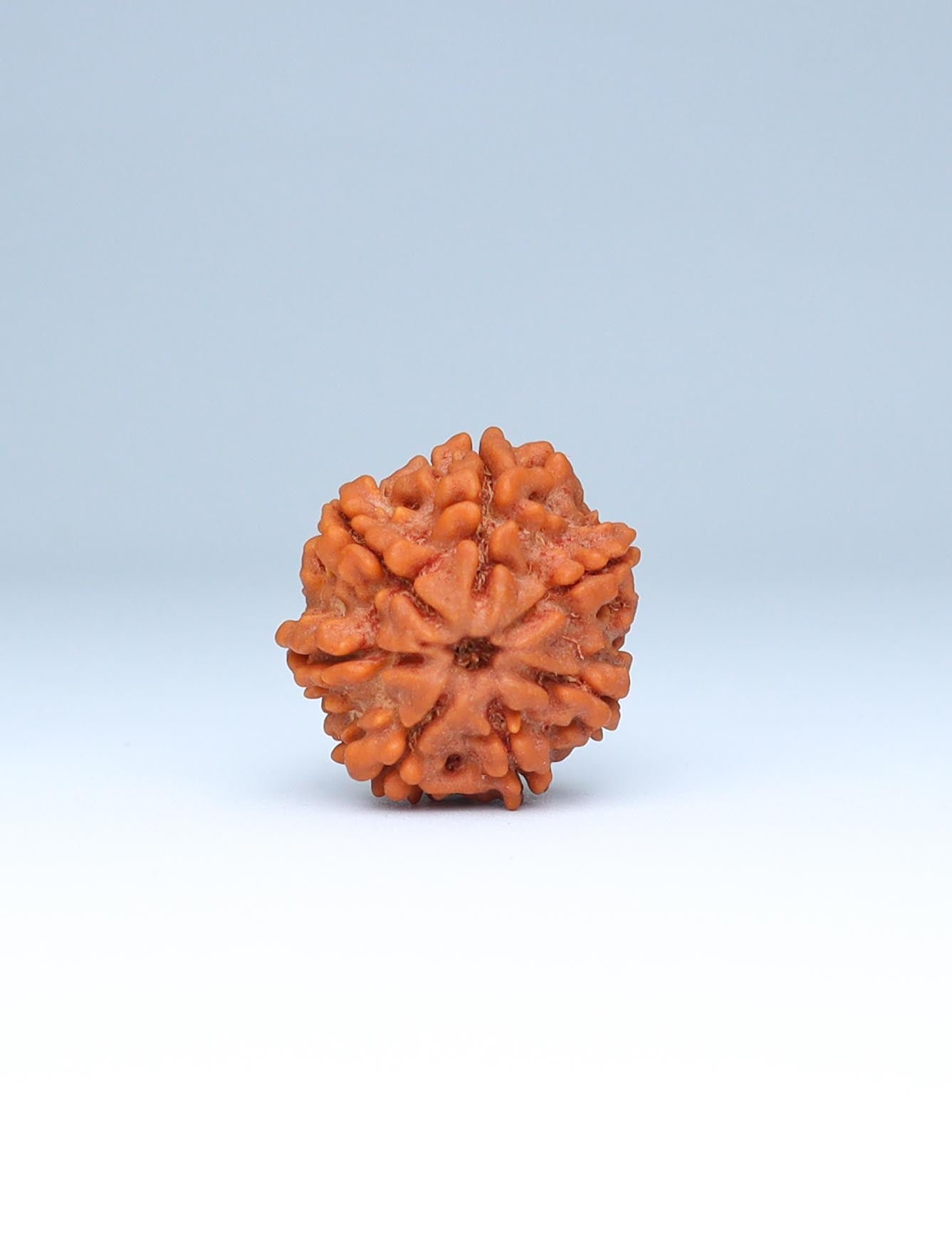 7 Mukhi Nepali Rudraksha