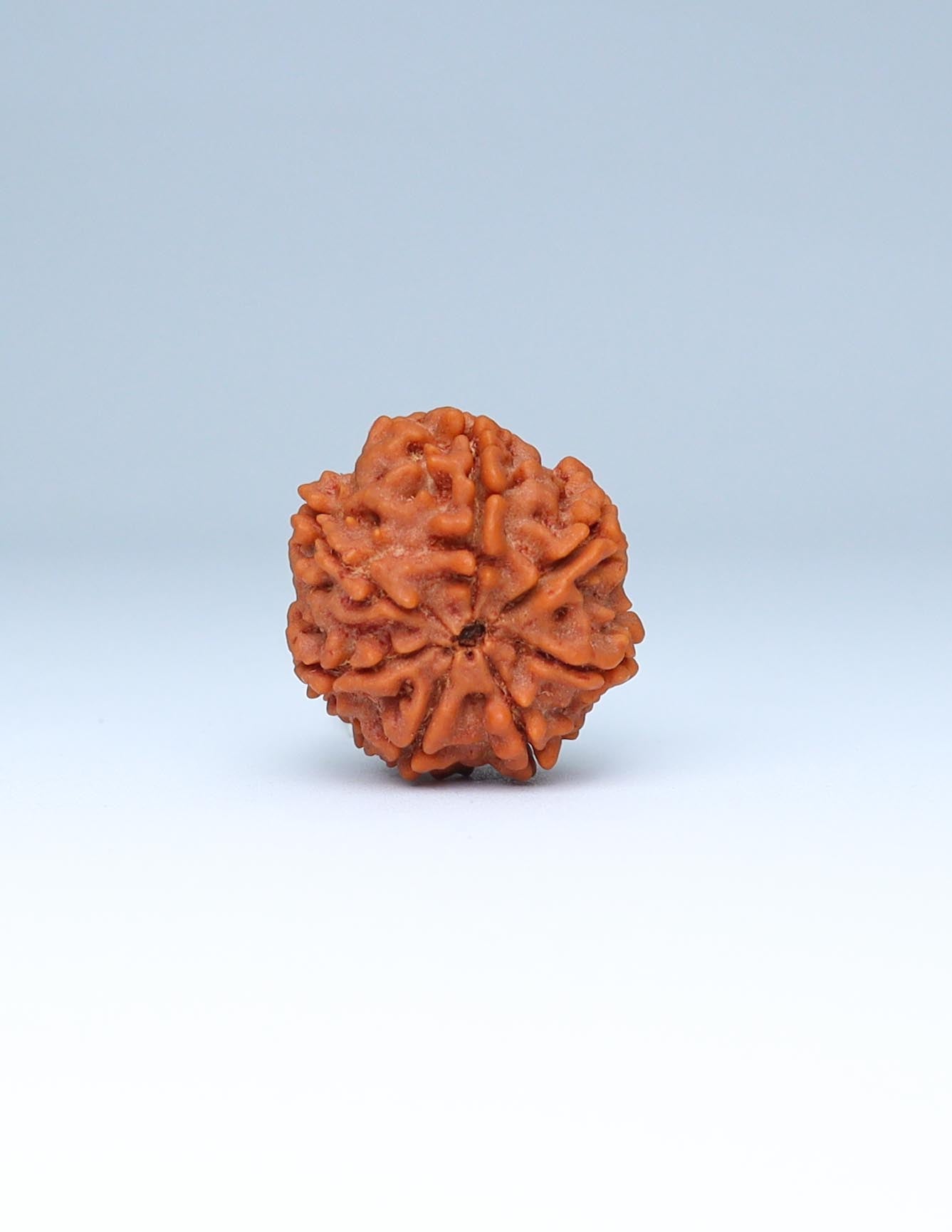 7 Mukhi Nepali Rudraksha