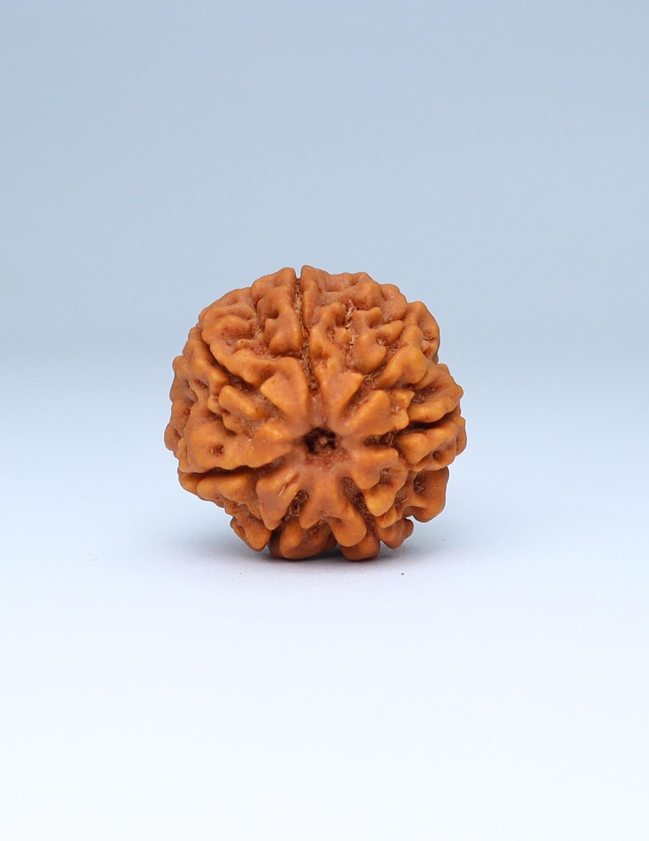 7 Mukhi Nepali Rudraksha