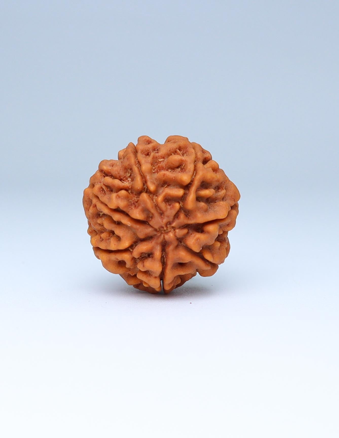 7 Mukhi Nepali Rudraksha