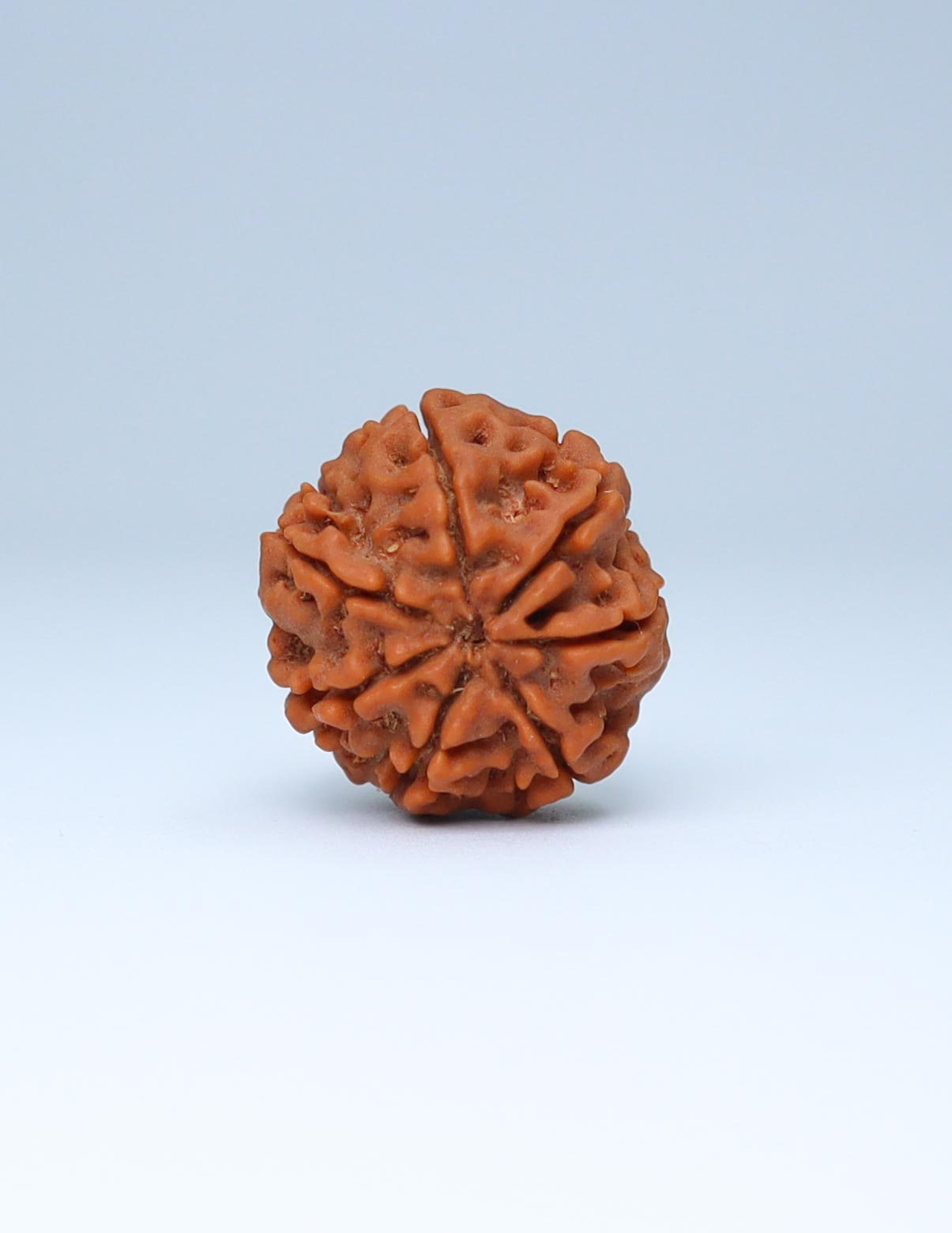 7 Mukhi Nepali Rudraksha