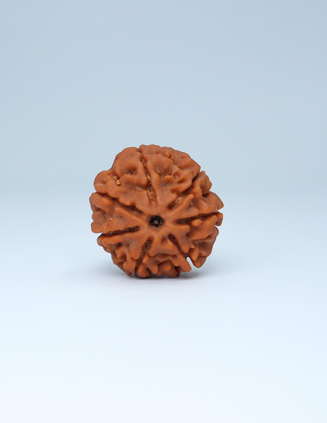 7 Mukhi Nepali Rudraksha