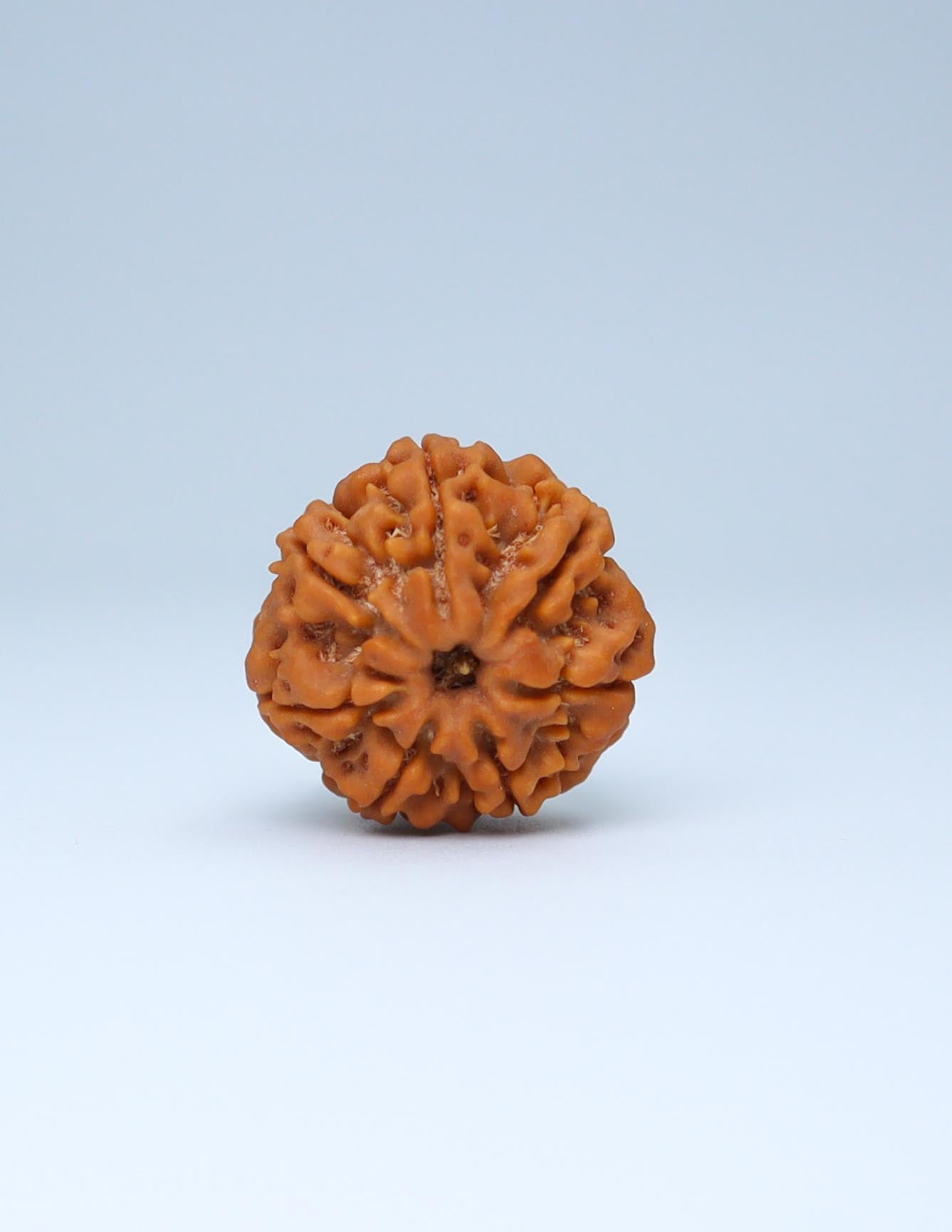 7 Mukhi Nepali Rudraksha