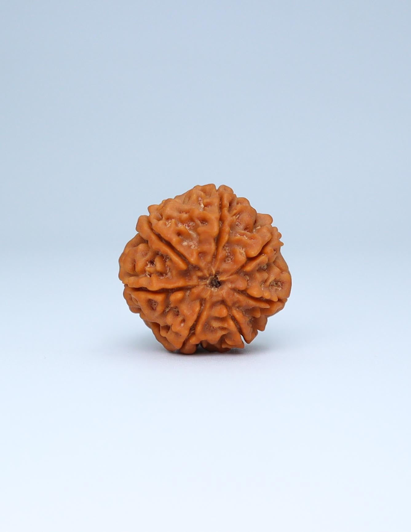 7 Mukhi Nepali Rudraksha