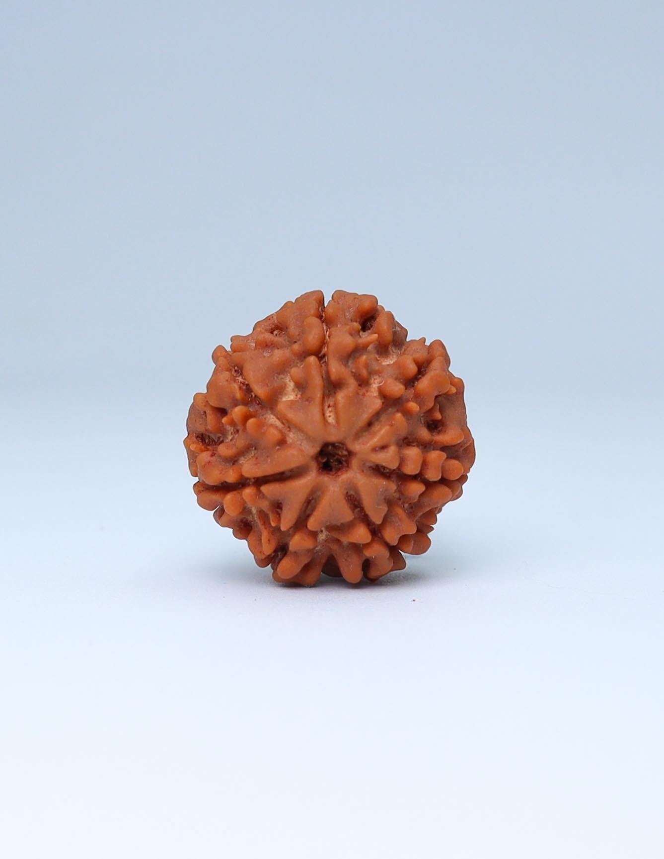 7 Mukhi Nepali Rudraksha