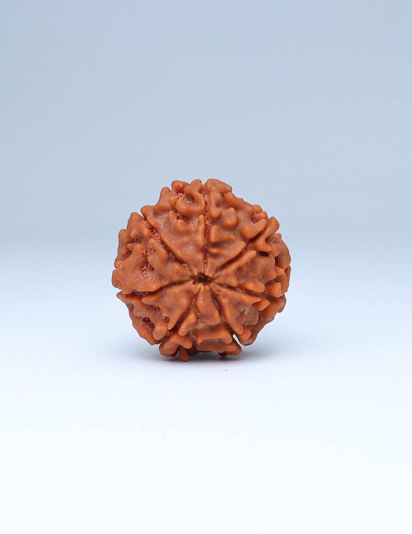 7 Mukhi Nepali Rudraksha