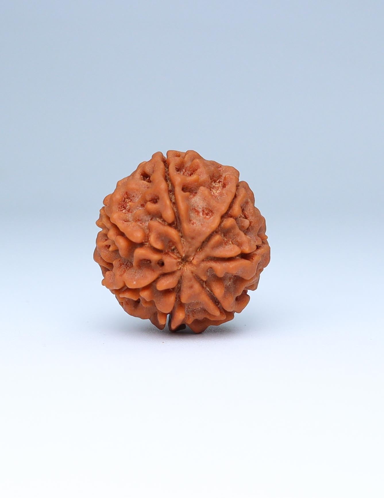 7 Mukhi Nepali Rudraksha