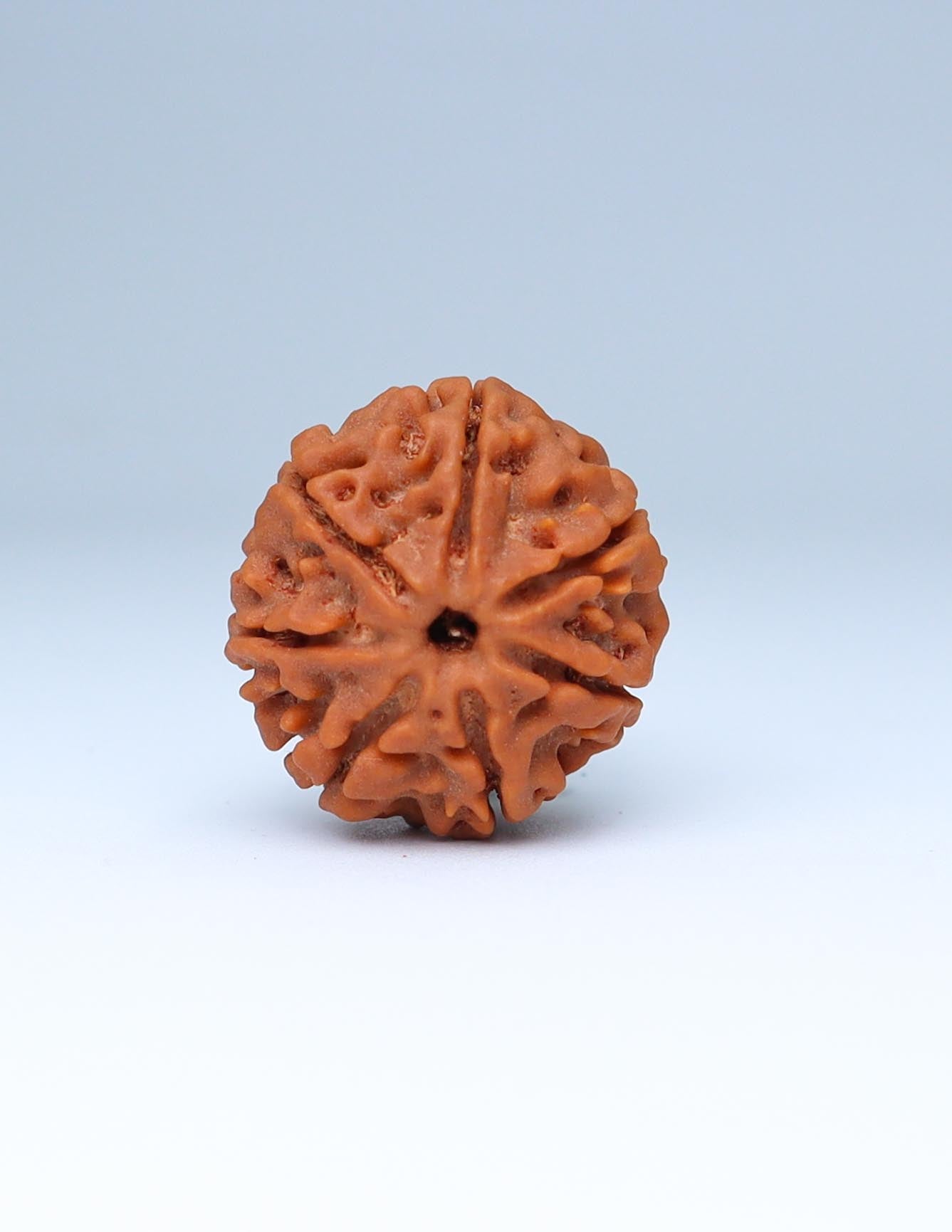 7 Mukhi Nepali Rudraksha