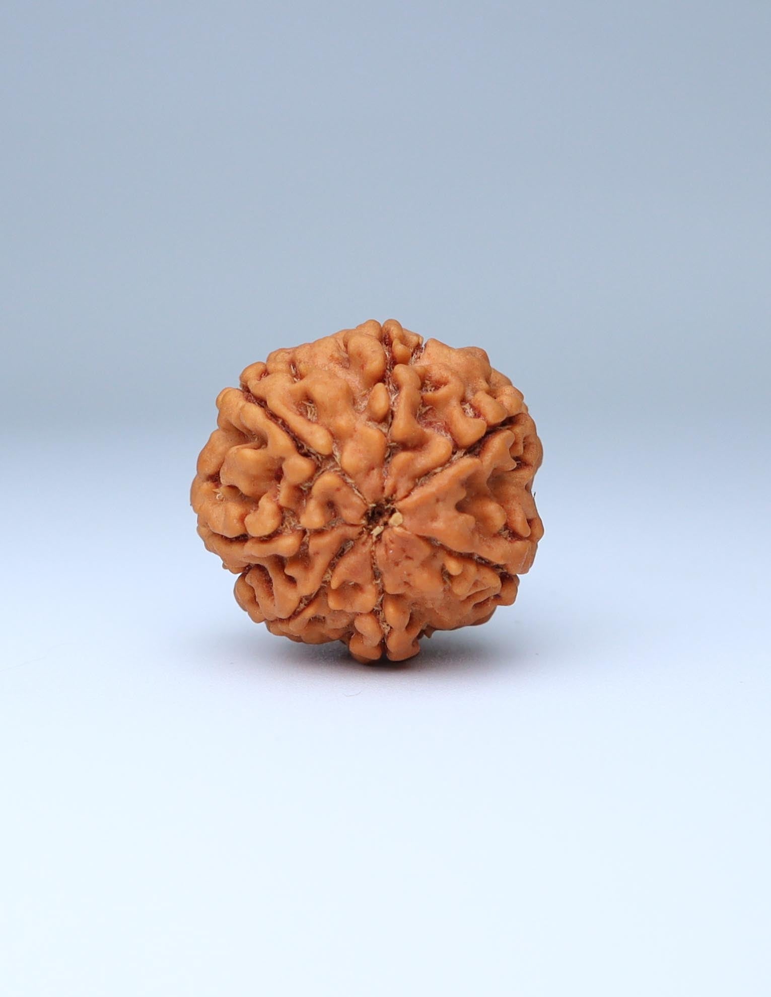 7 Mukhi Nepali Rudraksha