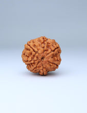 Buy Online 7 Mukhi Nepali Rudraksha
