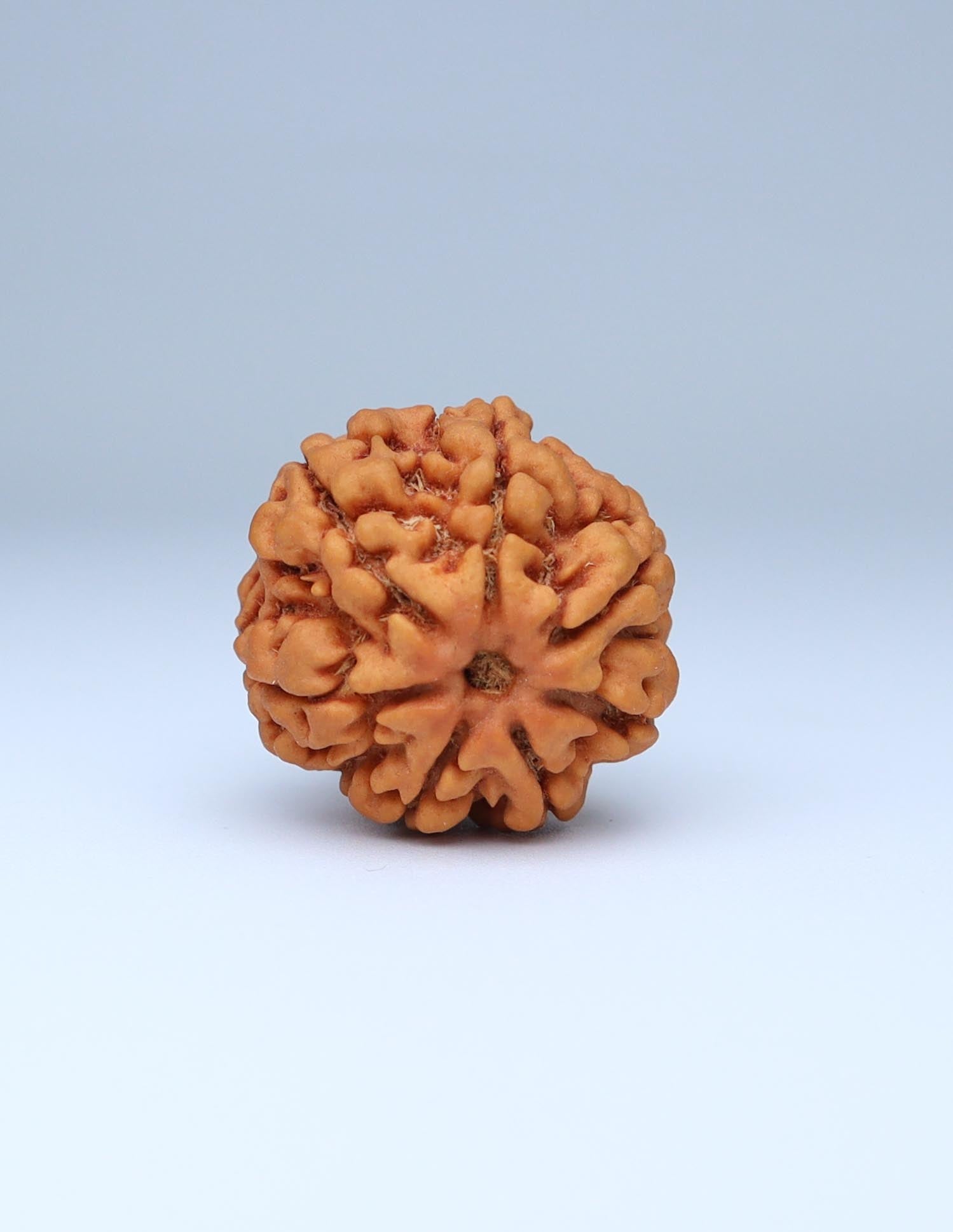 7 Mukhi Nepali Rudraksha