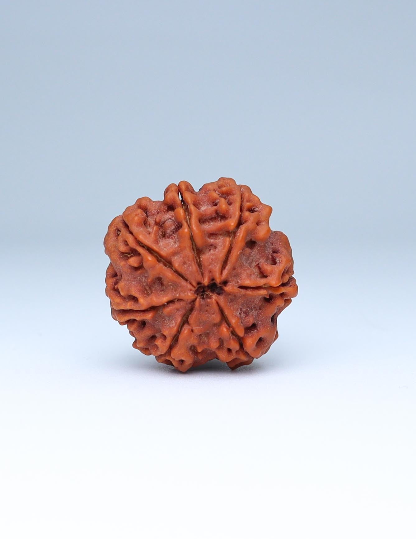 7 Mukhi Nepali Rudraksha