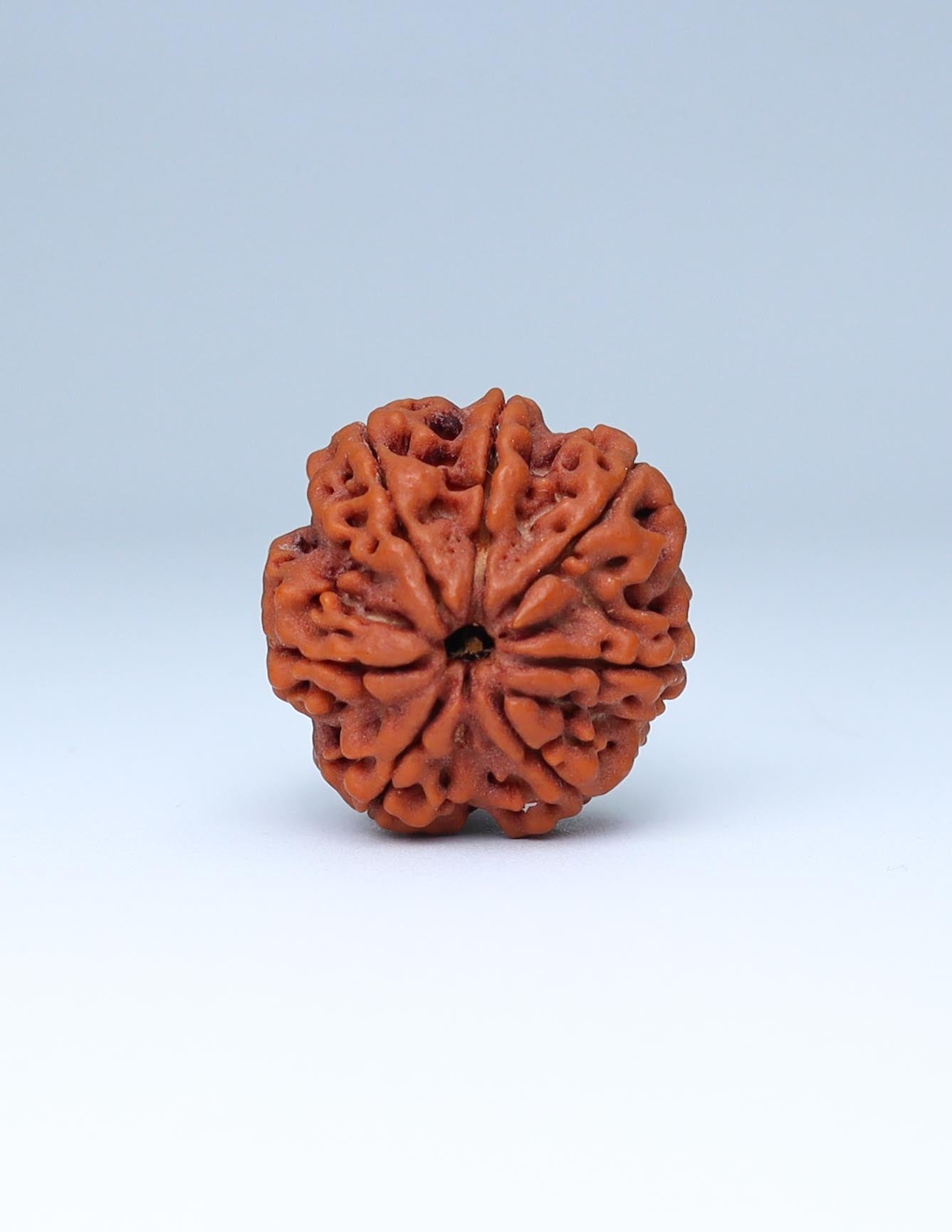 7 Mukhi Nepali Rudraksha