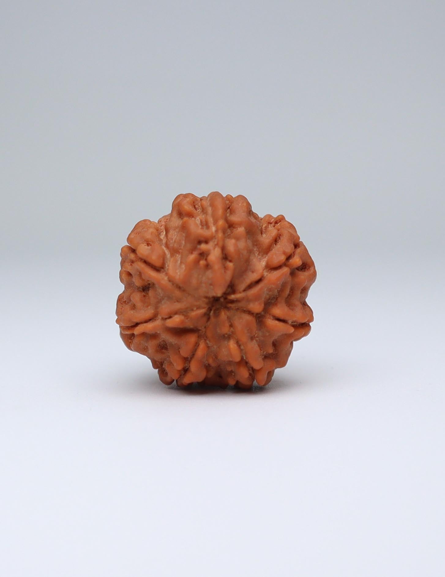 7 Mukhi Nepali Rudraksha