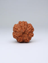 7 Mukhi Nepali Rudraksha