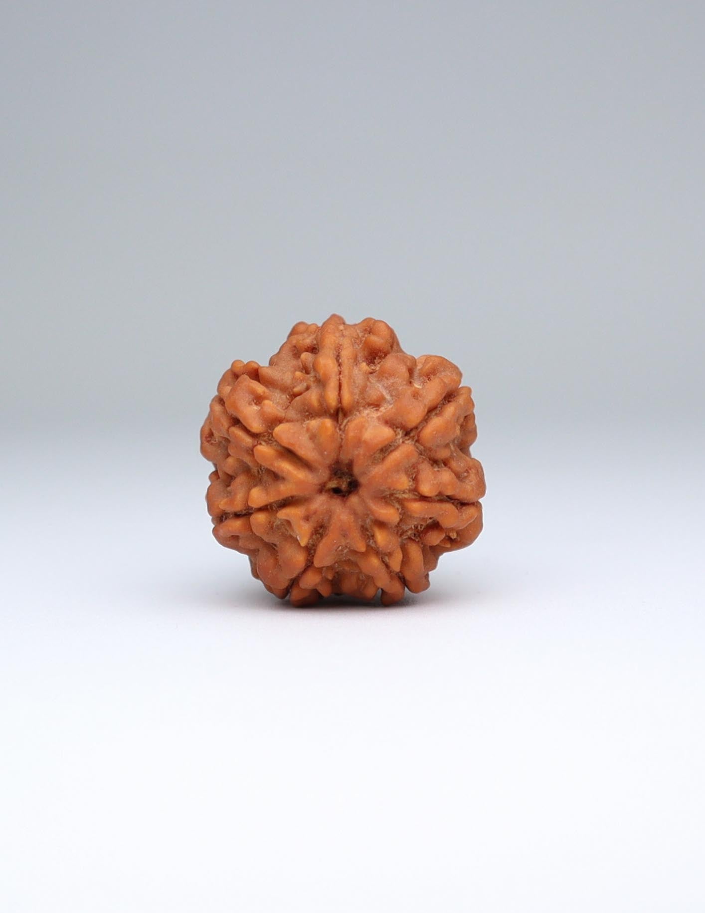 7 Mukhi Nepali Rudraksha