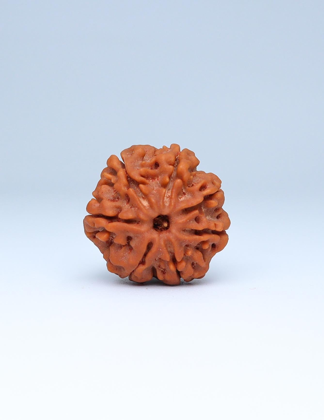 7 Mukhi Nepali Rudraksha