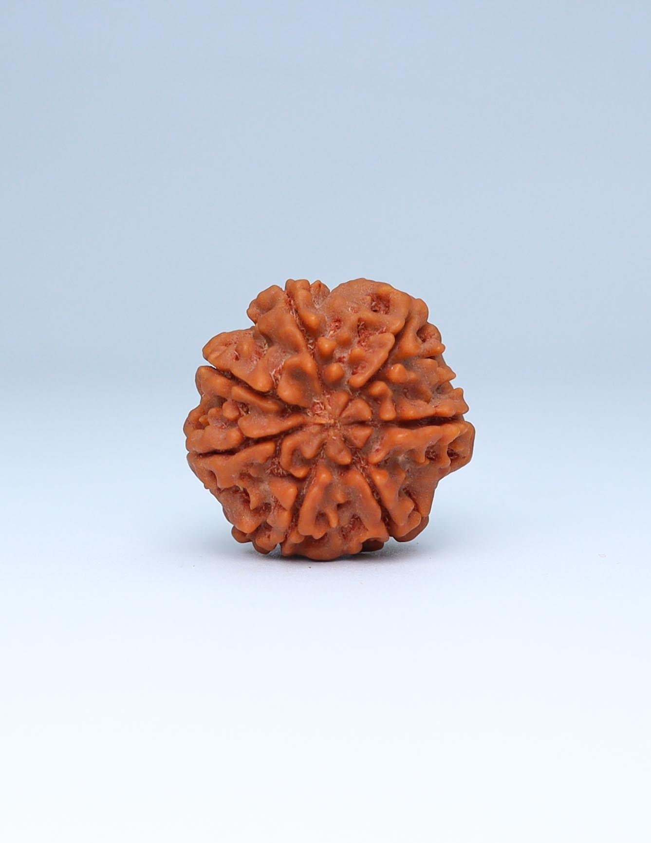 7 Mukhi Nepali Rudraksha